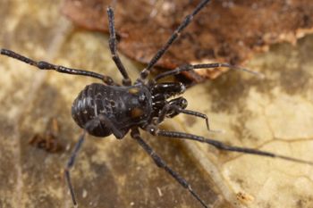 Media type: image;   Invertebrate Zoology 168084 Description: Digital photograph of specimen in life.;